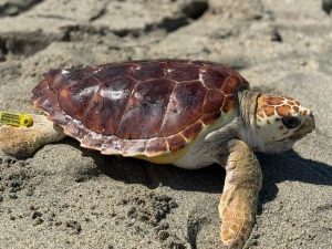 CORPAMAG, FUNDACIÒN MUSEO DEL MAR, MUNDO MARINO Y PETROBRAS SE UNEN EN LA LIBERACIÓN DE 79 TORTUGAS MARINAS